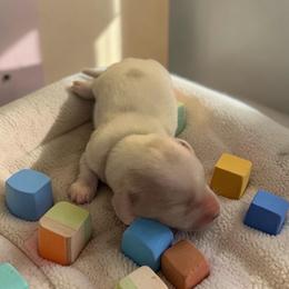 Peanut - Cream male Dachshund puppy in Trenton, Kentucky from Promise Land Puppies