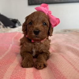 Morrgan pink - Red  female Goldendoodle puppy in Shingle Springs, California from Creamy Retrievers