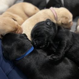 Labrador Retriever Puppies from Outlaw Ridge Kennels