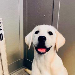 Labrador Retriever Puppies from Stone Haven Labradors