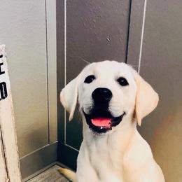 Labrador Retriever Puppies from Stone Haven Labradors