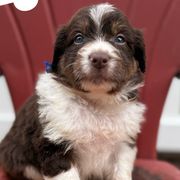Gordon - White and red male Bordoodle puppy in Creston, Ohio from Borders of Eby Eden