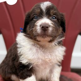 Gordon - White and red male Bordoodle puppy in Creston, Ohio from Borders of Eby Eden