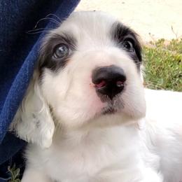 English Setter Puppies from English Setters of the Eyrie