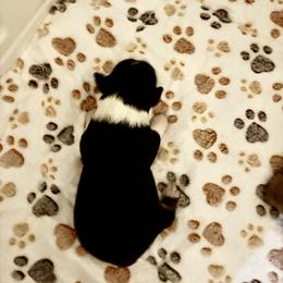 Alphie - Black tri male Miniature American Shepherd puppy in Groesbeck, Texas from Epic Miniature American Shepherds