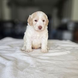 Toby - Caramel cream male Australian Labradoodle puppy in Glenford, Ohio from Mi-De Doodles