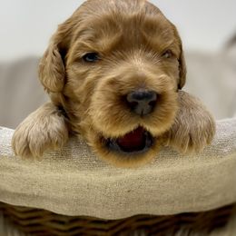 Australian Labradoodle Puppies from Starlight Ridge Australian Labradoodles