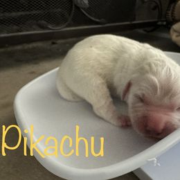 Golden Retriever Puppies from English Creams of Morningstar