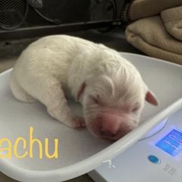 Golden Retriever Puppies from English Creams of Morningstar