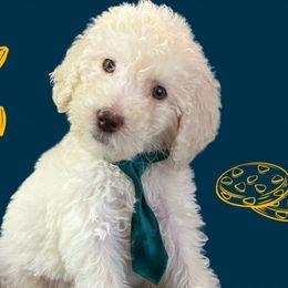 Biscuit - Labradoodle puppy from The Dood Ranch
