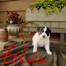Atlas - male Sporty Mix puppy in Algona, Iowa from Ebonheart Kennel