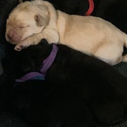 Labrador Retriever Puppies from Helvetia Labradors