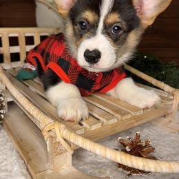 American Corgi and Pembroke Welsh Corgi Puppies from High Cotton Corgis