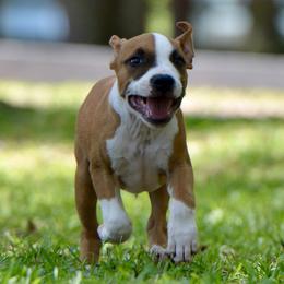 Iron - Red male American Staffordshire Terrier puppy in St. Augustine, Florida from LBK & Ancient City