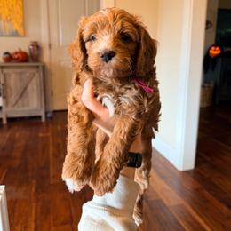 Wallace (Wally) - Red  male Goldendoodle puppy in Olympia, Washington from Salt and Sage Doodles