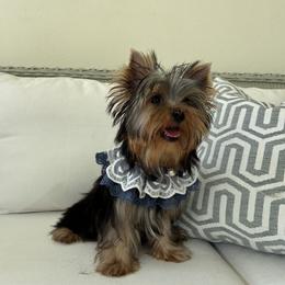 Yorkshire Terrier puppies from Niczarbiewers