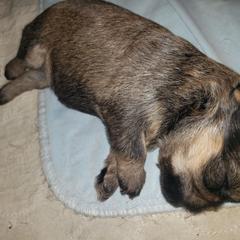 Sophie - Red female Brussels Griffon puppy in Nc, Florida from Brusseluv2