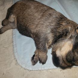 Sophie - Red female Brussels Griffon puppy in Nc, Florida from Brusseluv2