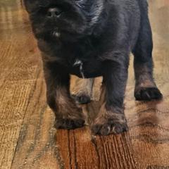 Blue tan - Blue male Brussels Griffon puppy in Huntsville, Alabama from Tammy's Brussels