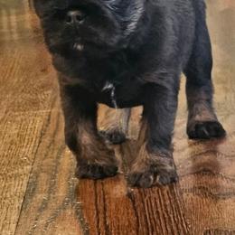 Blue tan - Blue male Brussels Griffon puppy in Huntsville, Alabama from Tammy's Brussels