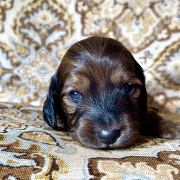 Dachshund Puppies from Hidden Haven Dachshunds