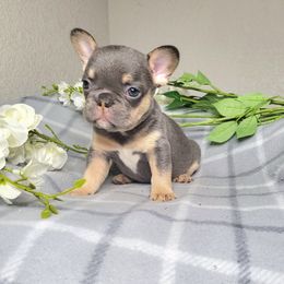 Brea - Tricolors female French Bulldog puppy in Colorado Springs, Colorado from Sun Mountain Frenchies