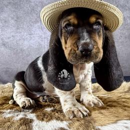 Valentine - Black white and brown female Basset Hound puppy in Dingess, West Virginia from Tuckers' Howling Hounds
