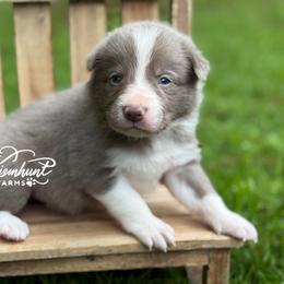Lilac - smooth -1650 - Lilac male Border Collie puppy in Nashville, Arkansas from Whisenhunt Farms