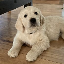 Golden Retriever Puppies from Dewey Creek Goldens