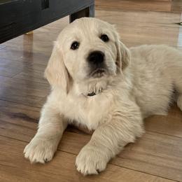 Golden Retriever Puppies from Dewey Creek Goldens