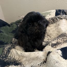 Dove - Blue Shih Tzu puppy in Running Springs, California from Amanda's Shih Tzus