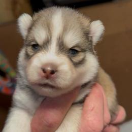 Angel - Black and white female Pomsky puppy in Spring Hill, Florida from PDQ Pomskies