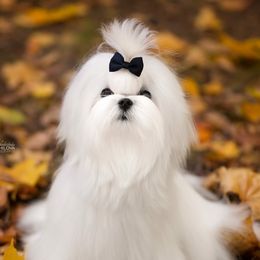 Elvis - Maltese