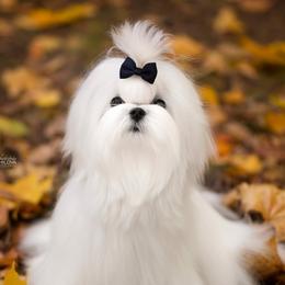 Elvis - Maltese