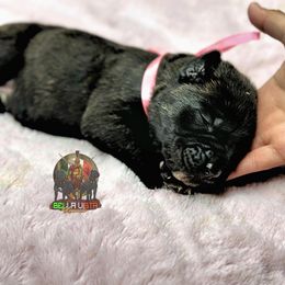 Girl 2 - Cane Corso puppy in Justin, Texas from Bella Vista Kennels