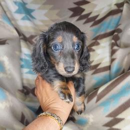 WILMA: BLUE-TAN LONGHAIR - Blue and tan female Dachshund puppy in Swink, Oklahoma from Palali Farm