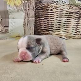 Lilac - Seal and white female Boston Terrier puppy in Clarksburg, West Virginia from Pawprints Boston Terriers