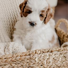 Poppy - Parti female Goldendoodle puppy in Patterson, California from Dooling Doodles