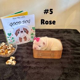 Rose - White female Bulldog puppy in Tremonton, Utah from Snuggle Pups