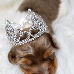 Dachshund Puppies from Bald Mountain Dachshunds