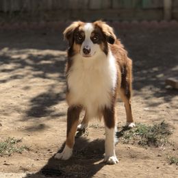 Perry - Miniature Australian Shepherd