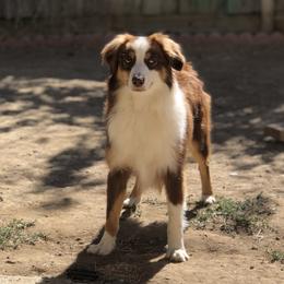 Perry - Miniature Australian Shepherd