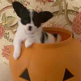 Button - Black brown and white female Papillon puppy in Lake Wales, Florida from Papillon's of Polk County Florida