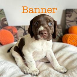 Banner - Liver and white male German Shorthaired Pointer puppy in Polk City, Florida from Yates’ GSP