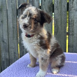 Miniature American Shepherd, Miniature Australian Shepherd, and Toy Australian Shepherd Puppies from Goading Glee Glade