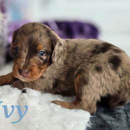 Ivy - Red merle female Aussiedoodle puppy in Prescott Valley, Arizona from Ramirez Family Doodles