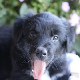 Boy 4 - Black tri-color male Australian Shepherd puppy in Hillsboro, Ohio from Sugar Grove Farms