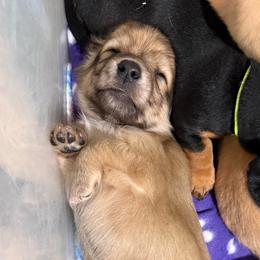 Orange collar - Cream female Dachshund puppy in Shawnee, Oklahoma from Magic Eagle Miniature Dachshunds