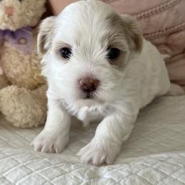 Mariela - Cream female Havanese puppy in Apopka, Florida from Dunhill Havanese