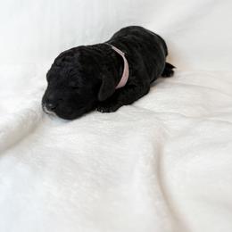 Rose - Parti female Poodle puppy in Longview, Washington from Evergreen Miniature Poodles